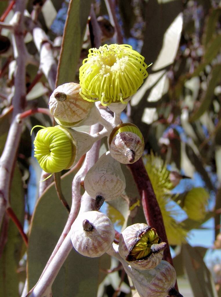 Lemon-flowered Gum (Eucalyptus woodwardii), Alice Springs NT
