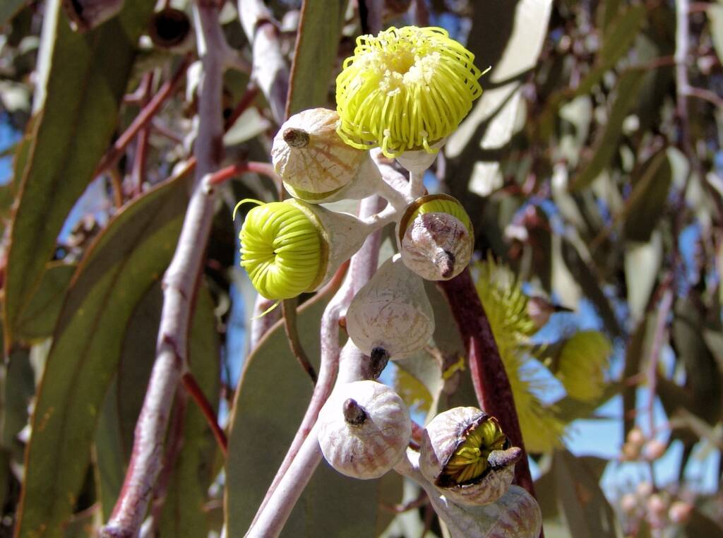 Lemon-flowered Gum (Eucalyptus woodwardii), Alice Springs NT