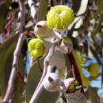 Lemon-flowered Gum (Eucalyptus woodwardii), Alice Springs NT