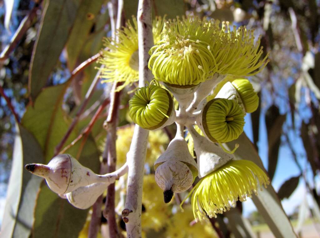 Lemon-flowered Gum (Eucalyptus woodwardii), Alice Springs NT