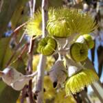 Lemon-flowered Gum (Eucalyptus woodwardii), Alice Springs NT