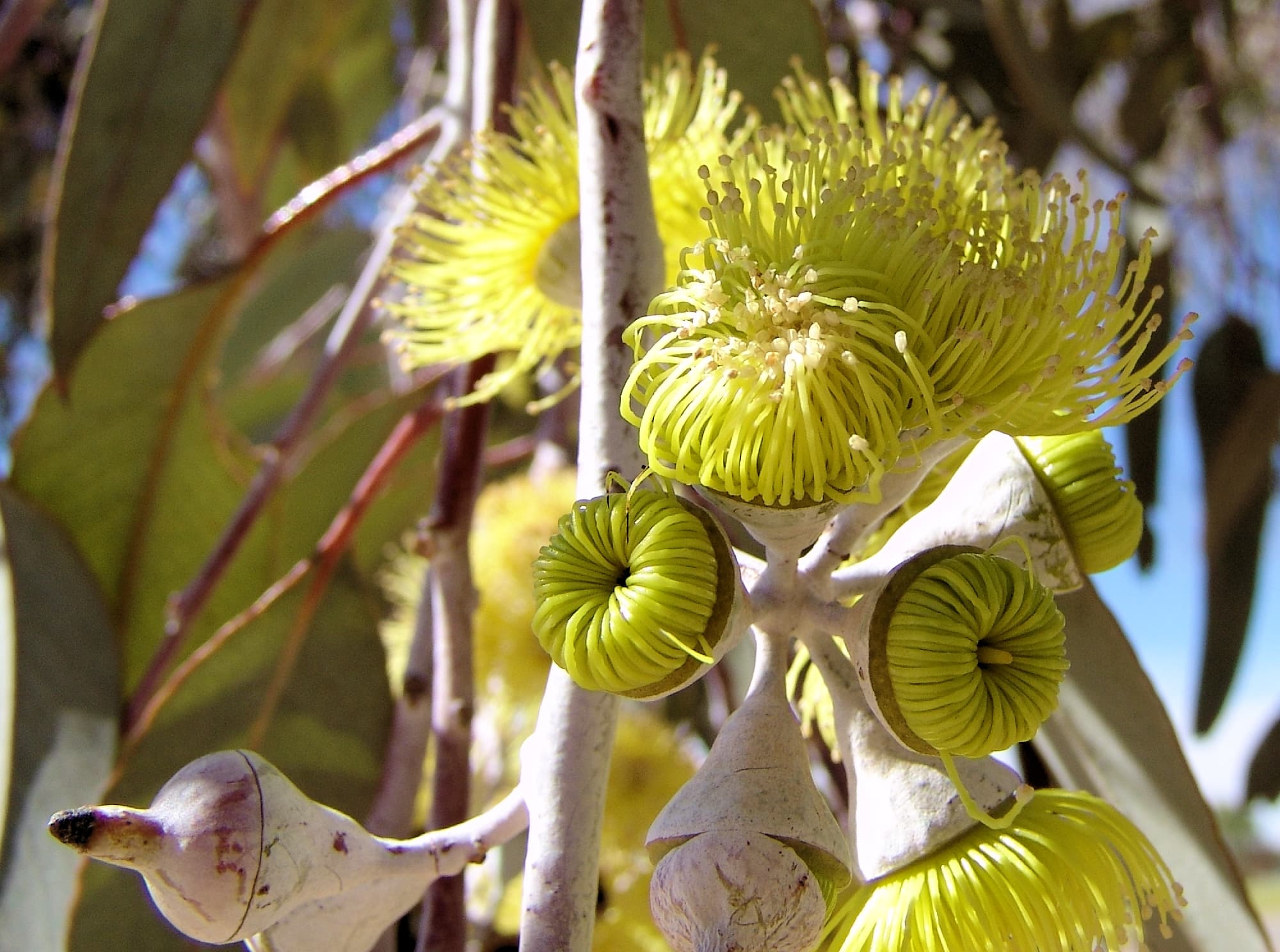 Lemon-flowered Gum (Eucalyptus woodwardii), Alice Springs NT