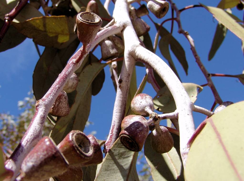 Lemon-flowered Gum (Eucalyptus woodwardii), Alice Springs NT