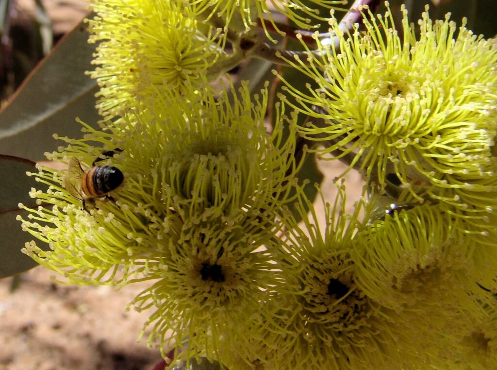 Lemon-flowered Gum (Eucalyptus woodwardii), Alice Springs NT
