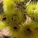Lemon-flowered Gum (Eucalyptus woodwardii), Alice Springs NT