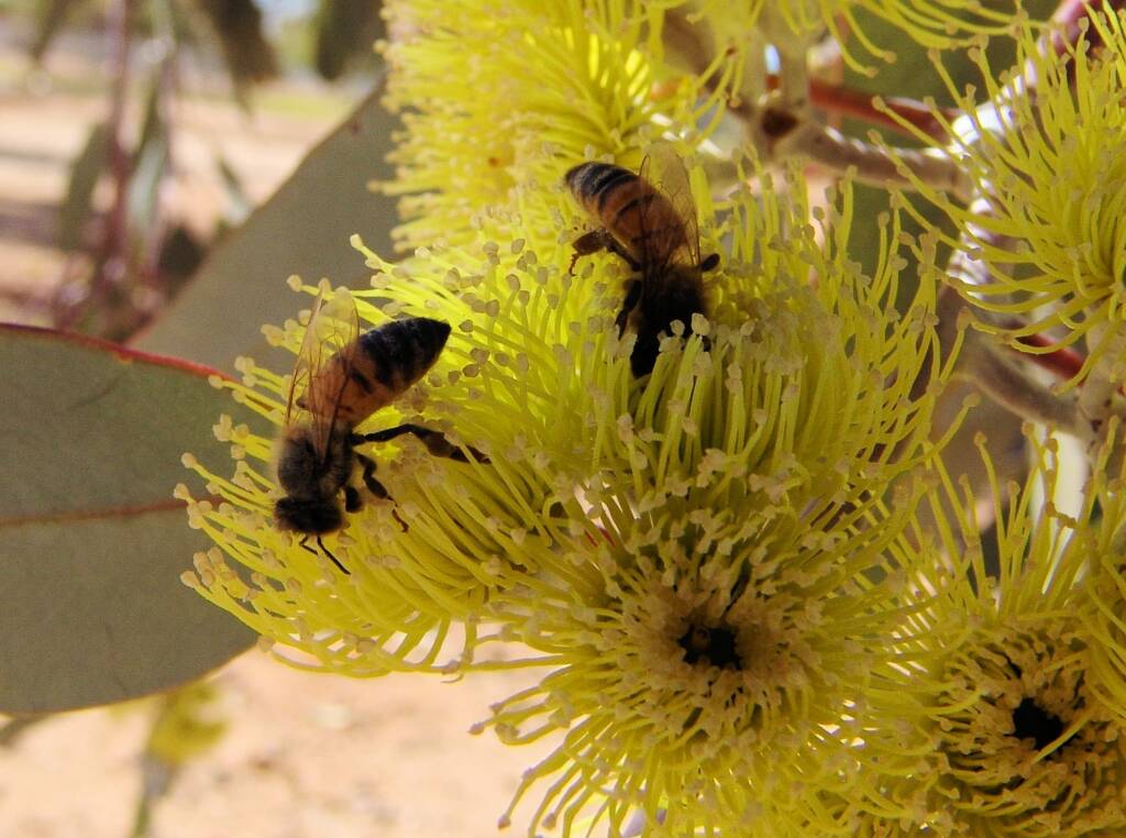 Lemon-flowered Gum (Eucalyptus woodwardii), Alice Springs NT