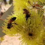 Lemon-flowered Gum (Eucalyptus woodwardii), Alice Springs NT