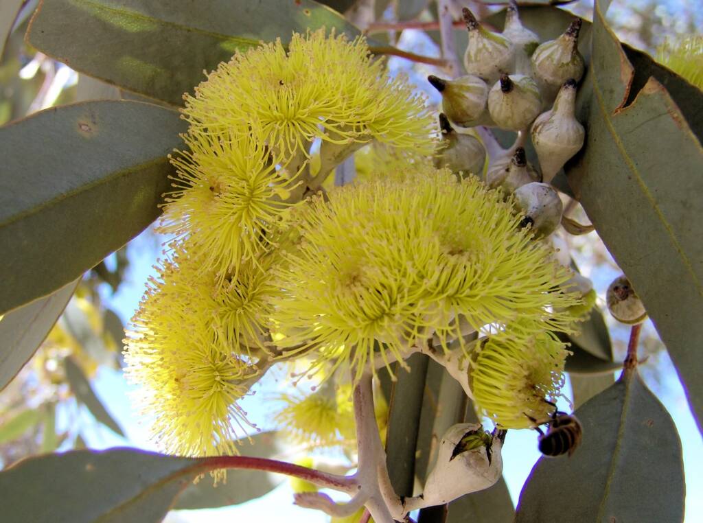 Lemon-flowered Gum (Eucalyptus woodwardii), Alice Springs NT