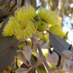 Lemon-flowered Gum (Eucalyptus woodwardii), Alice Springs NT