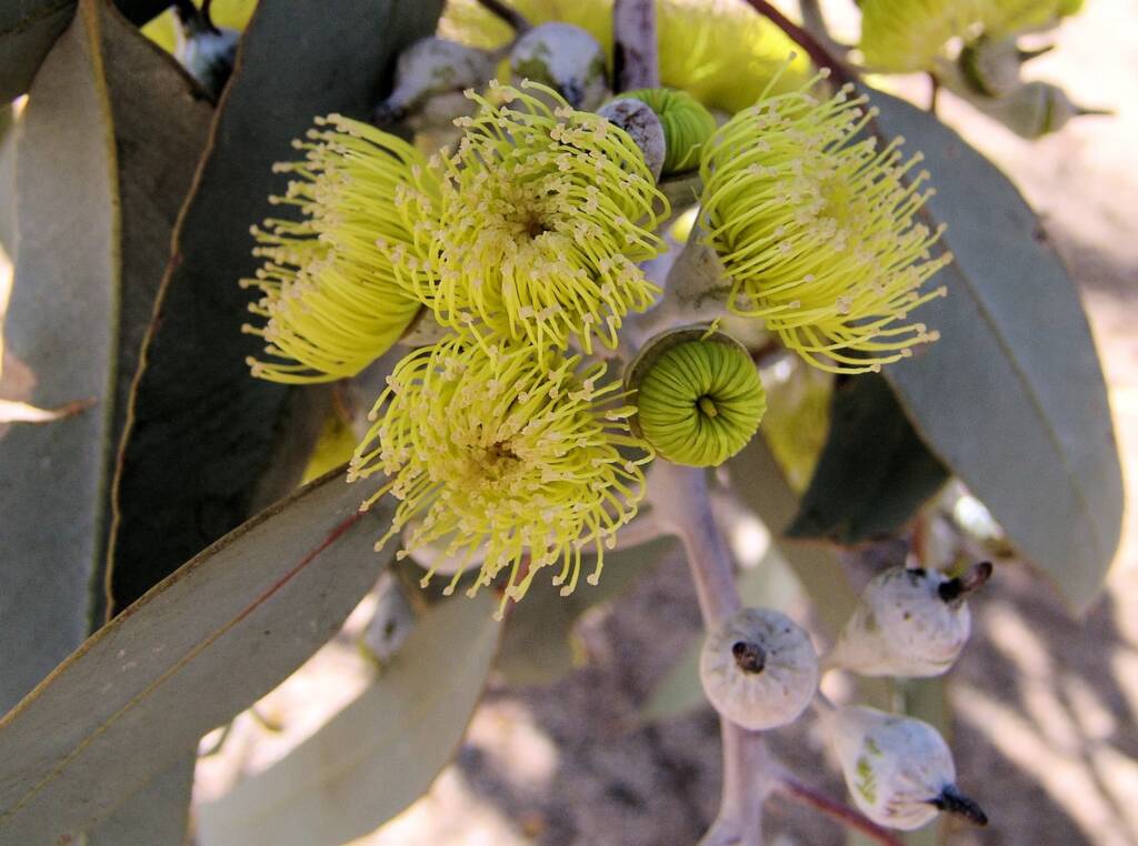 Lemon-flowered Gum (Eucalyptus woodwardii), Alice Springs NT