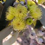 Lemon-flowered Gum (Eucalyptus woodwardii), Alice Springs NT