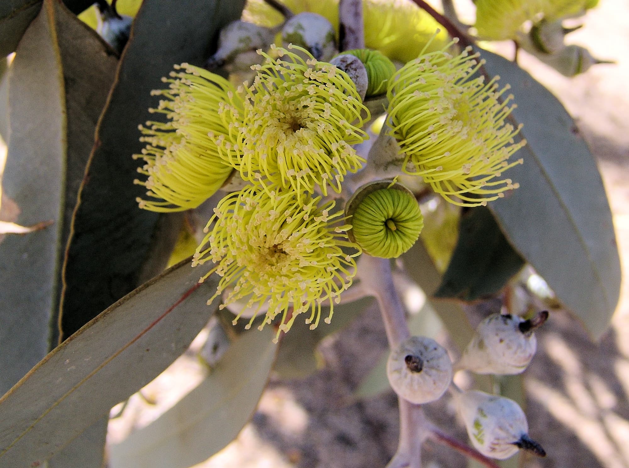 Lemon-flowered Gum (Eucalyptus woodwardii), Alice Springs NT
