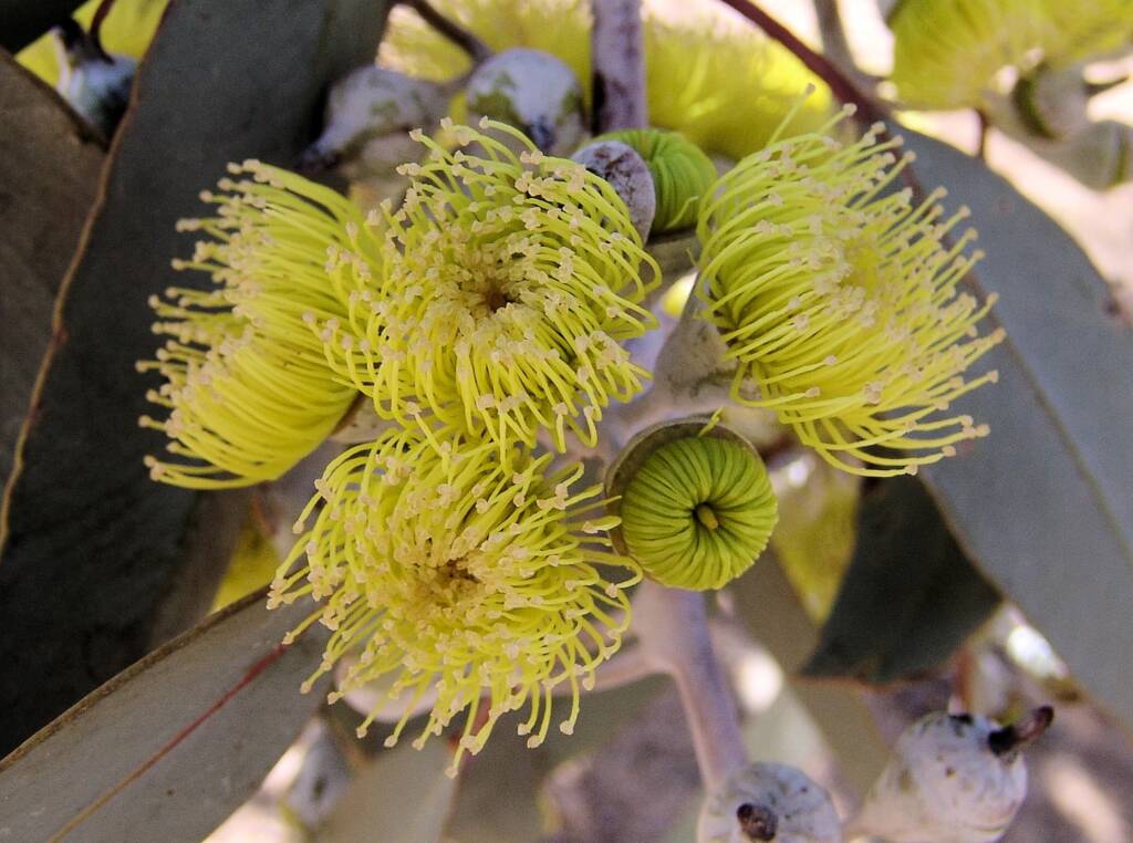 Lemon-flowered Gum (Eucalyptus woodwardii), Alice Springs NT