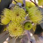 Lemon-flowered Gum (Eucalyptus woodwardii), Alice Springs NT