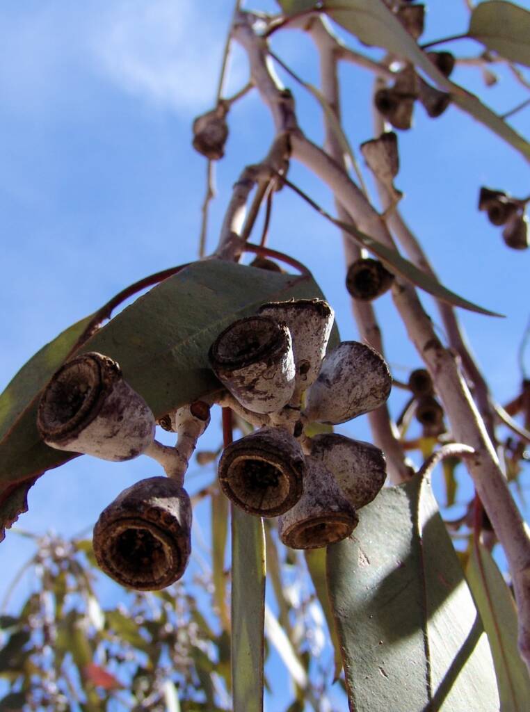 Lemon-flowered Gum (Eucalyptus woodwardii), Alice Springs NT