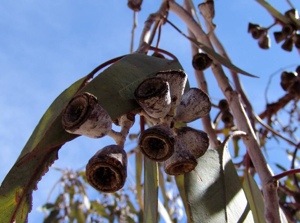 Lemon-flowered Gum (Eucalyptus woodwardii), Alice Springs NT