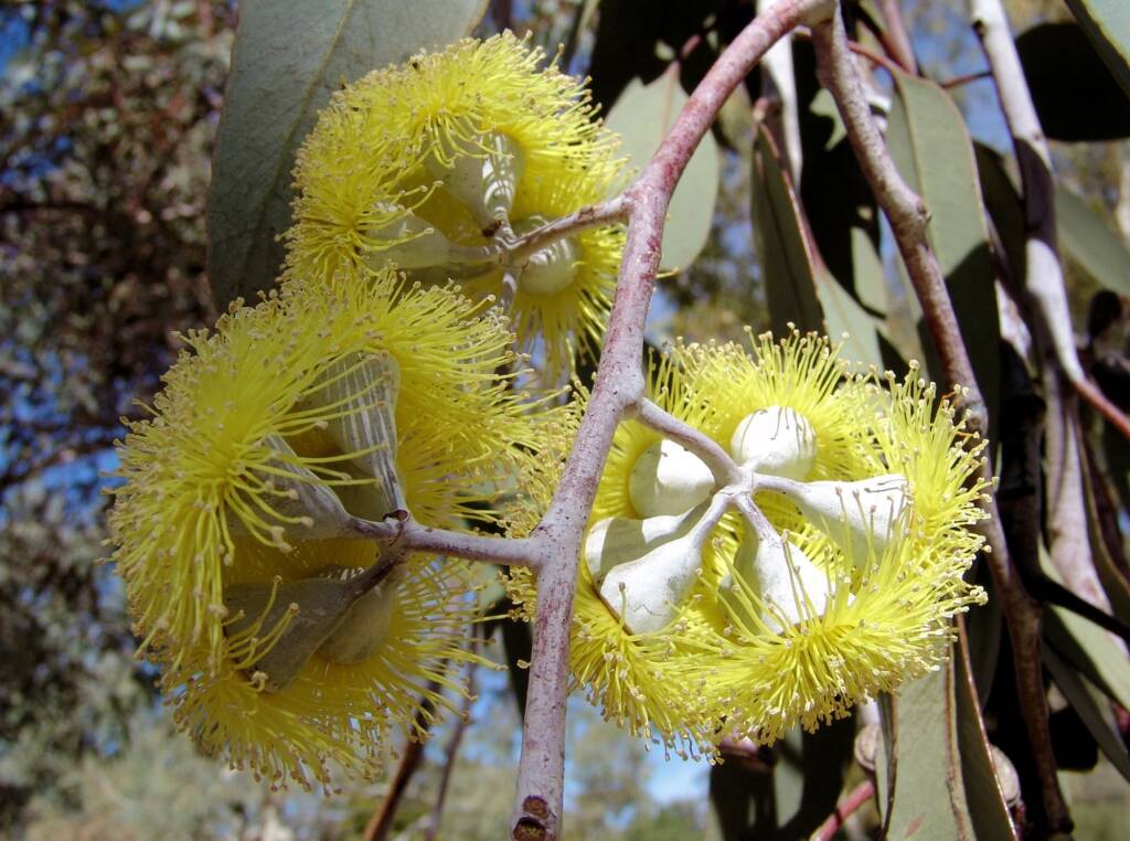 Lemon-flowered Gum (Eucalyptus woodwardii), Alice Springs NT