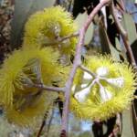 Lemon-flowered Gum (Eucalyptus woodwardii), Alice Springs NT