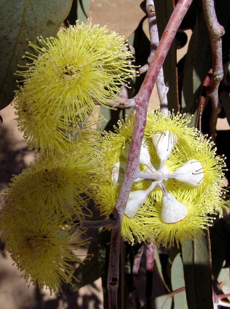 Lemon-flowered Gum (Eucalyptus woodwardii), Alice Springs NT