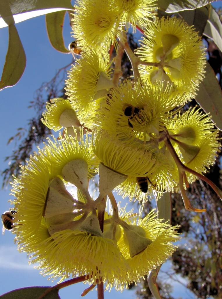 Lemon-flowered Gum (Eucalyptus woodwardii), Alice Springs NT