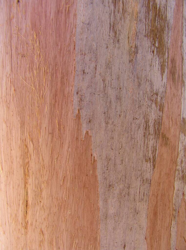 Lemon-flowered Gum (Eucalyptus woodwardii), Alice Springs NT