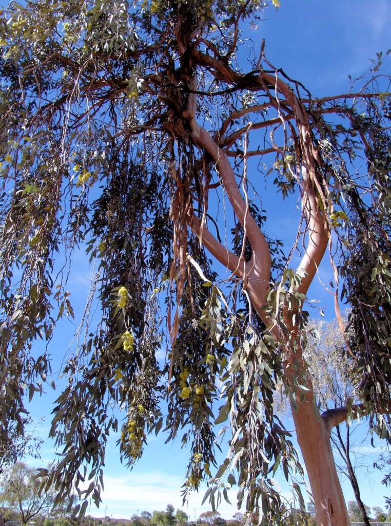 Lemon-flowered Gum (Eucalyptus woodwardii), Alice Springs NT