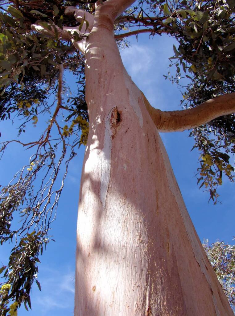 Lemon-flowered Gum (Eucalyptus woodwardii), Alice Springs NT