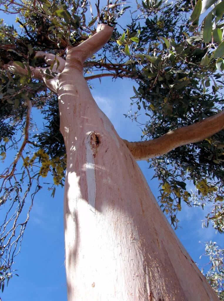 Lemon-flowered Gum (Eucalyptus woodwardii), Alice Springs NT