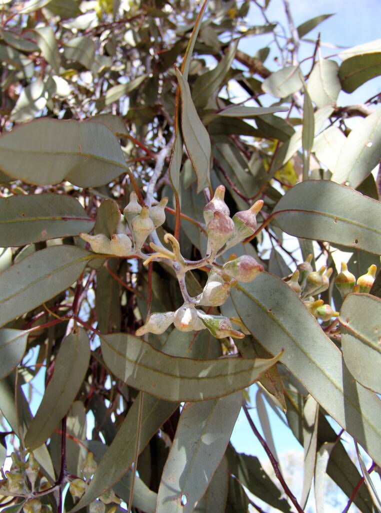 Lemon-flowered Gum (Eucalyptus woodwardii), Alice Springs NT