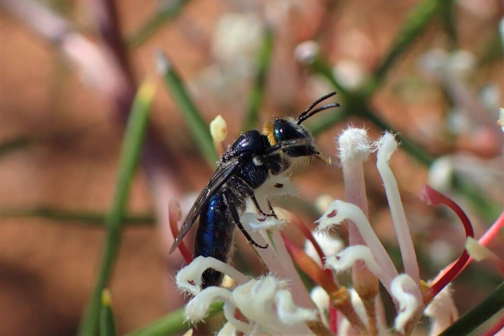 Euryglossa calaina, Geraldton, Midwest WA © Gary Taylor