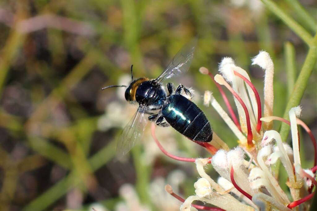 Euryglossa calaina, WA © Gary Taylor