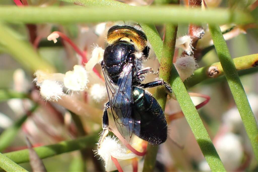Euryglossa calaina, WA © Gary Taylor
