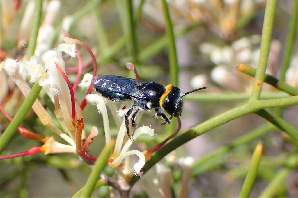 Euryglossa calaina, WA © Gary Taylor