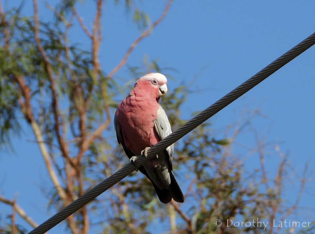 Galah (Eolophus roseicapilla), Alice Springs NT © Dorothy Latimer
