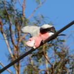 Galah (Eolophus roseicapilla), Alice Springs NT © Dorothy Latimer