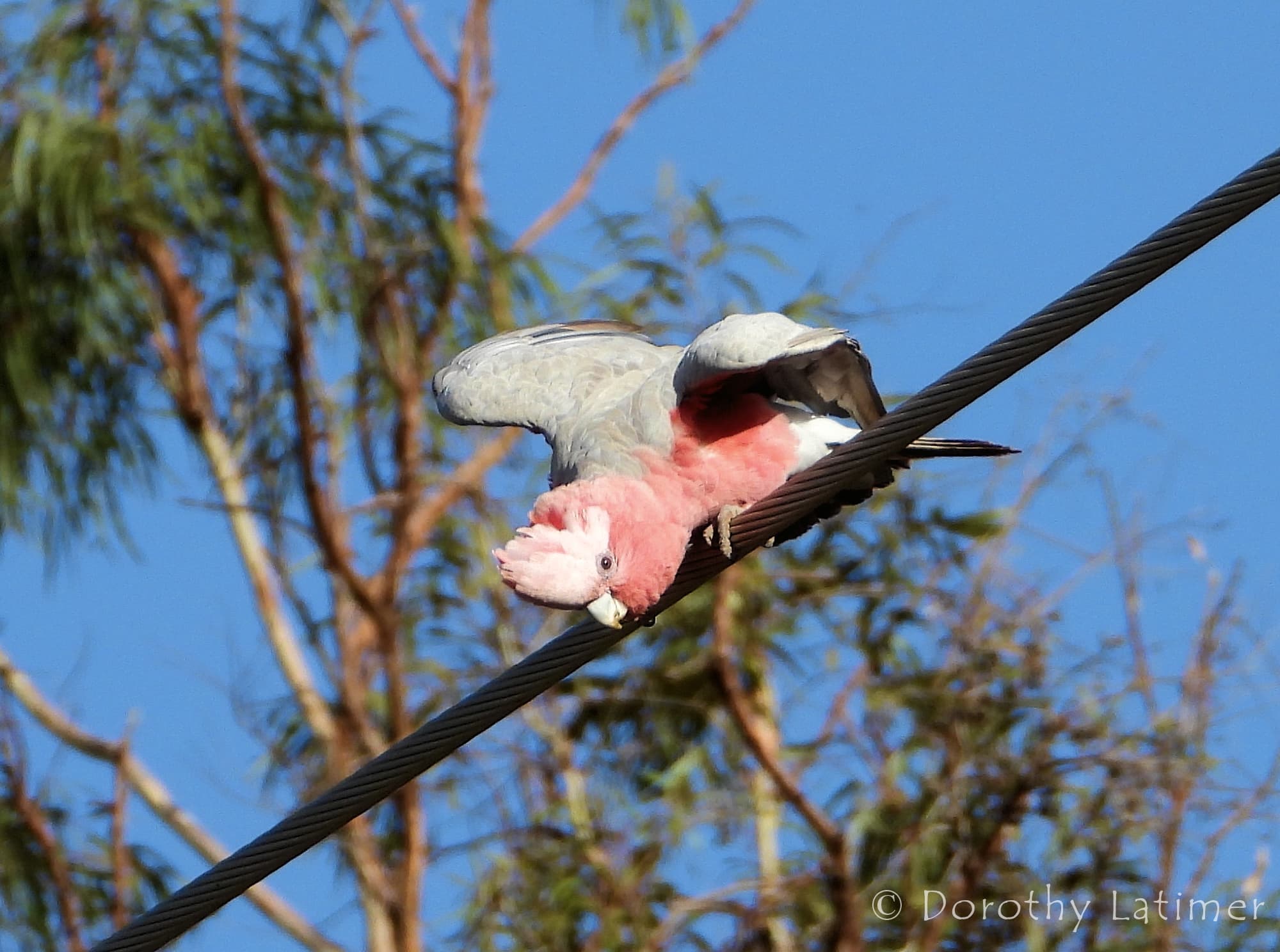 Galah (Eolophus roseicapilla), Alice Springs NT © Dorothy Latimer