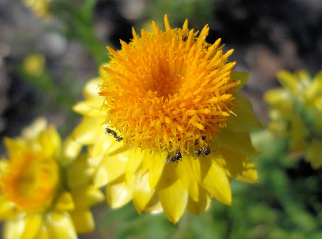 Golden Everlasting (Xerochrysum bracteatum), Alice Springs NT