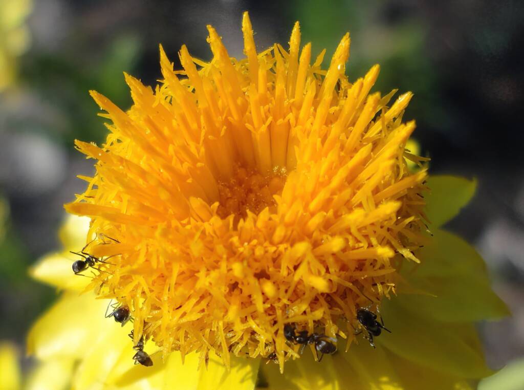 Golden Everlasting (Xerochrysum bracteatum), Alice Springs NT