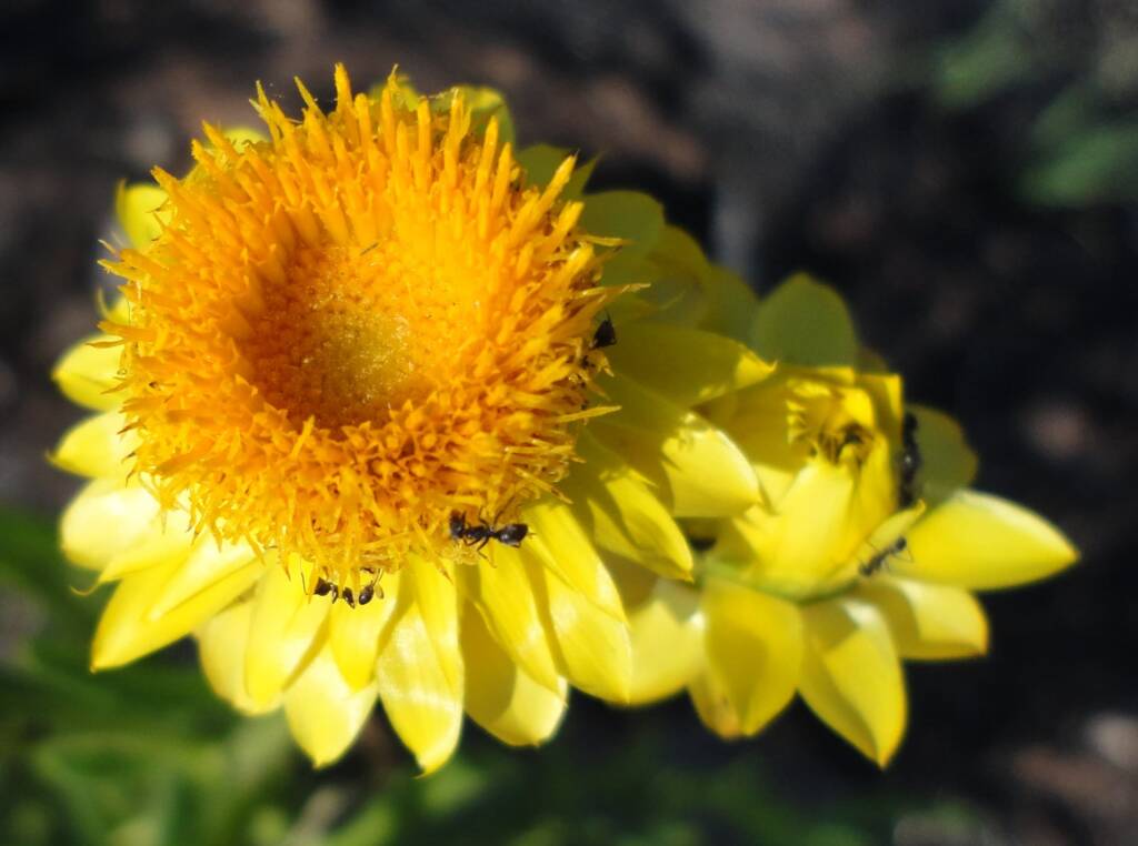 Golden Everlasting (Xerochrysum bracteatum), Alice Springs NT