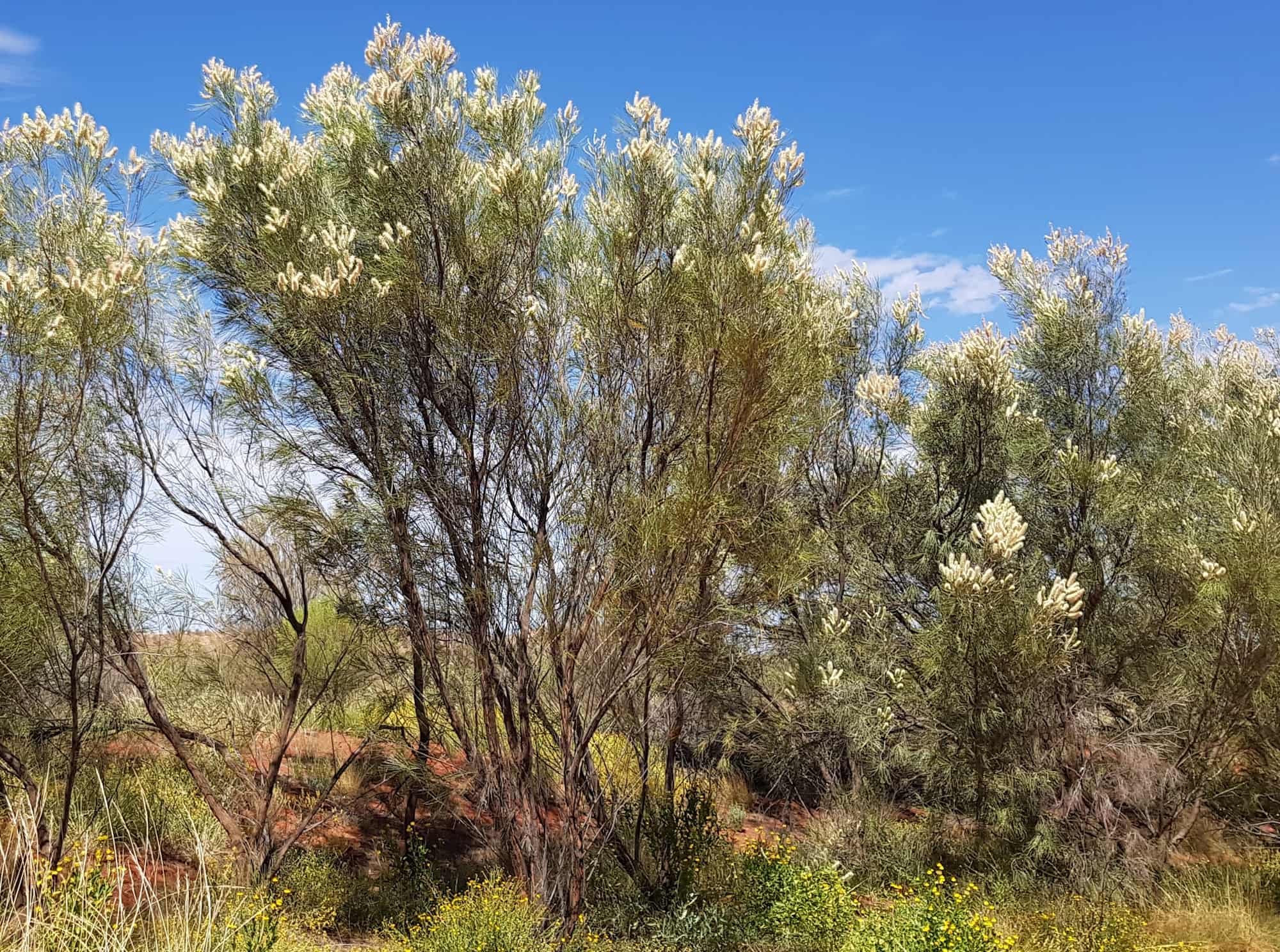 Rattlepod Grevillea (Grevillea stenobotrya), Alice Springs Desert Park NT