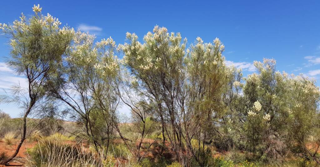 Rattlepod Grevillea (Grevillea stenobotrya), Alice Springs Desert Park NT