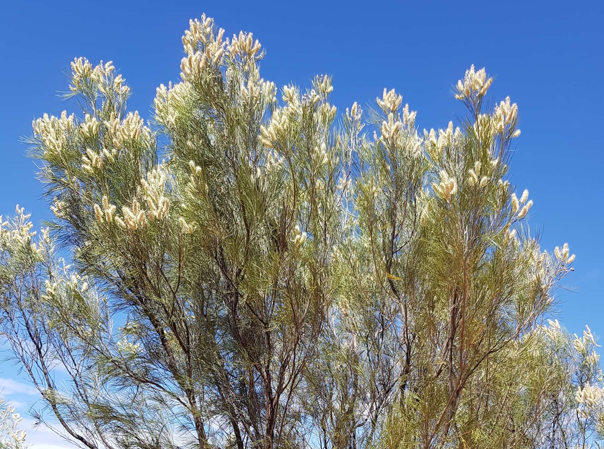 Rattlepod Grevillea (Grevillea stenobotrya), Alice Springs Desert Park NT