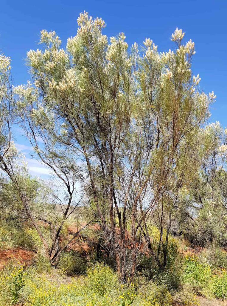 Rattlepod Grevillea (Grevillea stenobotrya), Alice Springs Desert Park NT