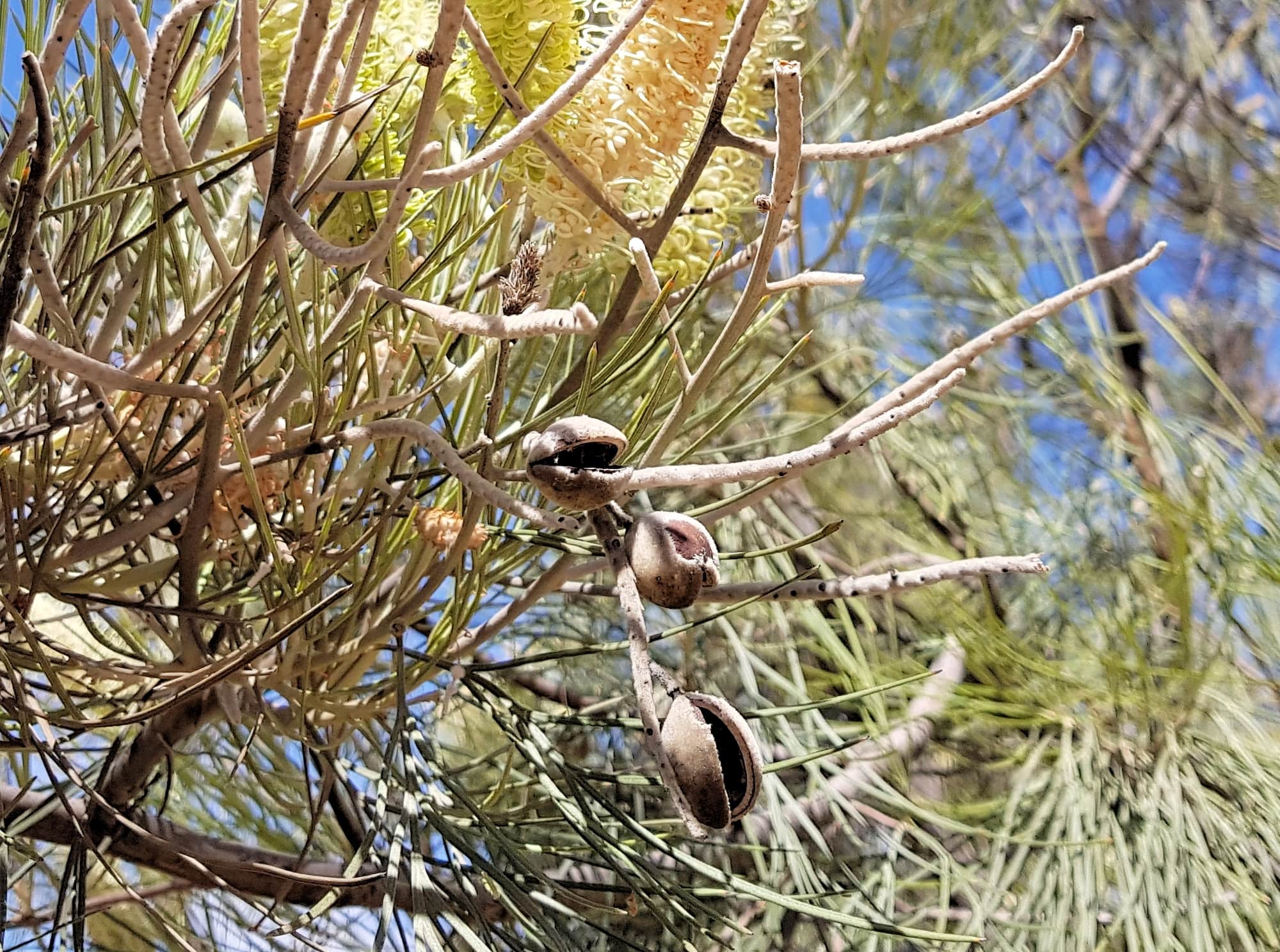Rattlepod Grevillea (Grevillea stenobotrya), Alice Springs Desert Park NT