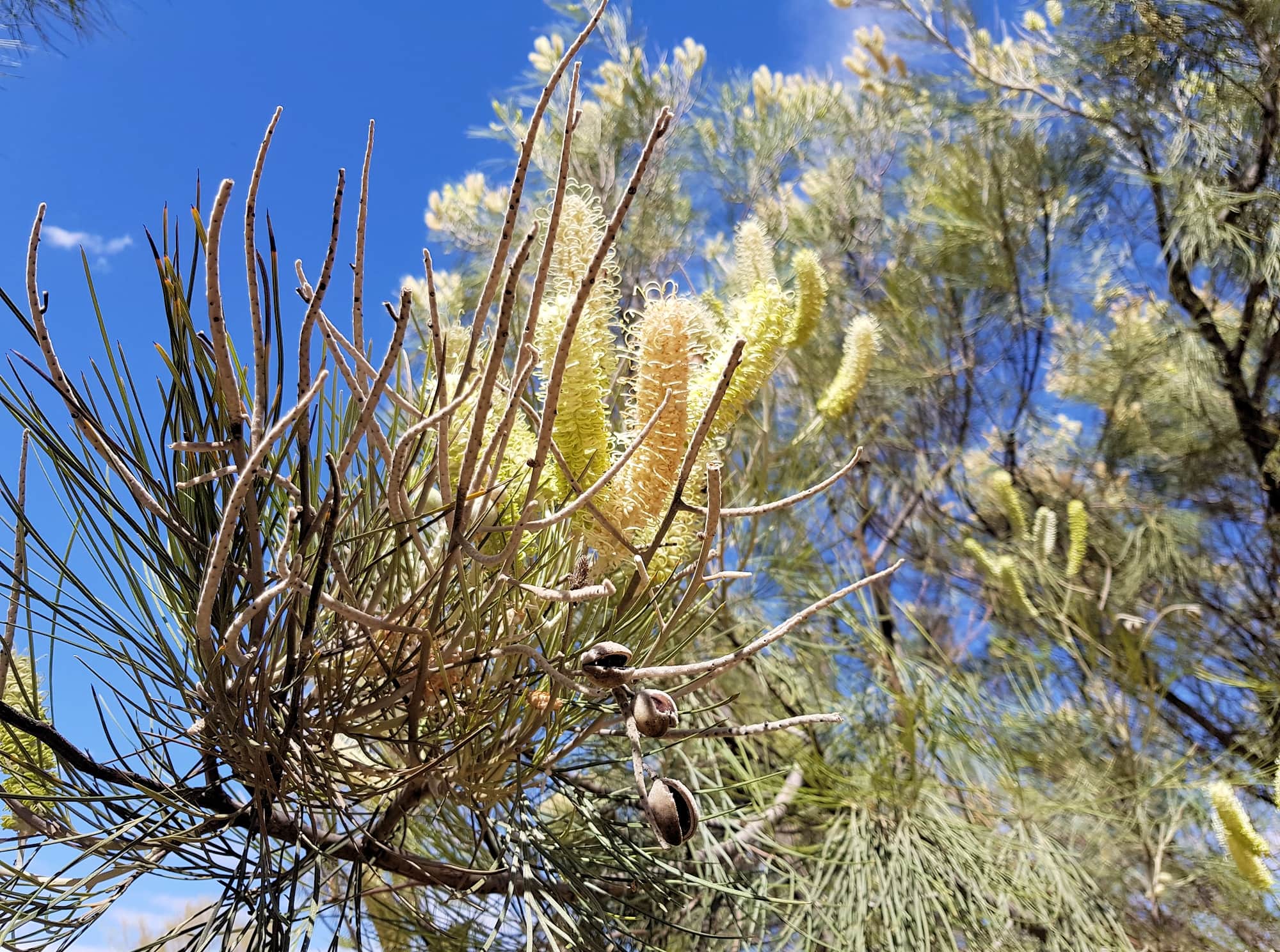 Rattlepod Grevillea (Grevillea stenobotrya), Alice Springs Desert Park NT