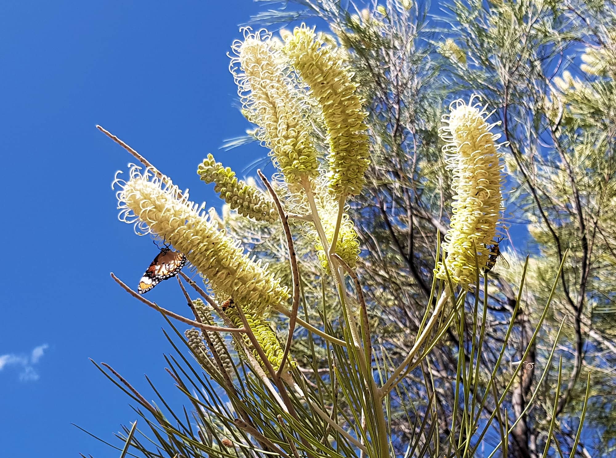 Rattlepod Grevillea (Grevillea stenobotrya), Alice Springs Desert Park NT