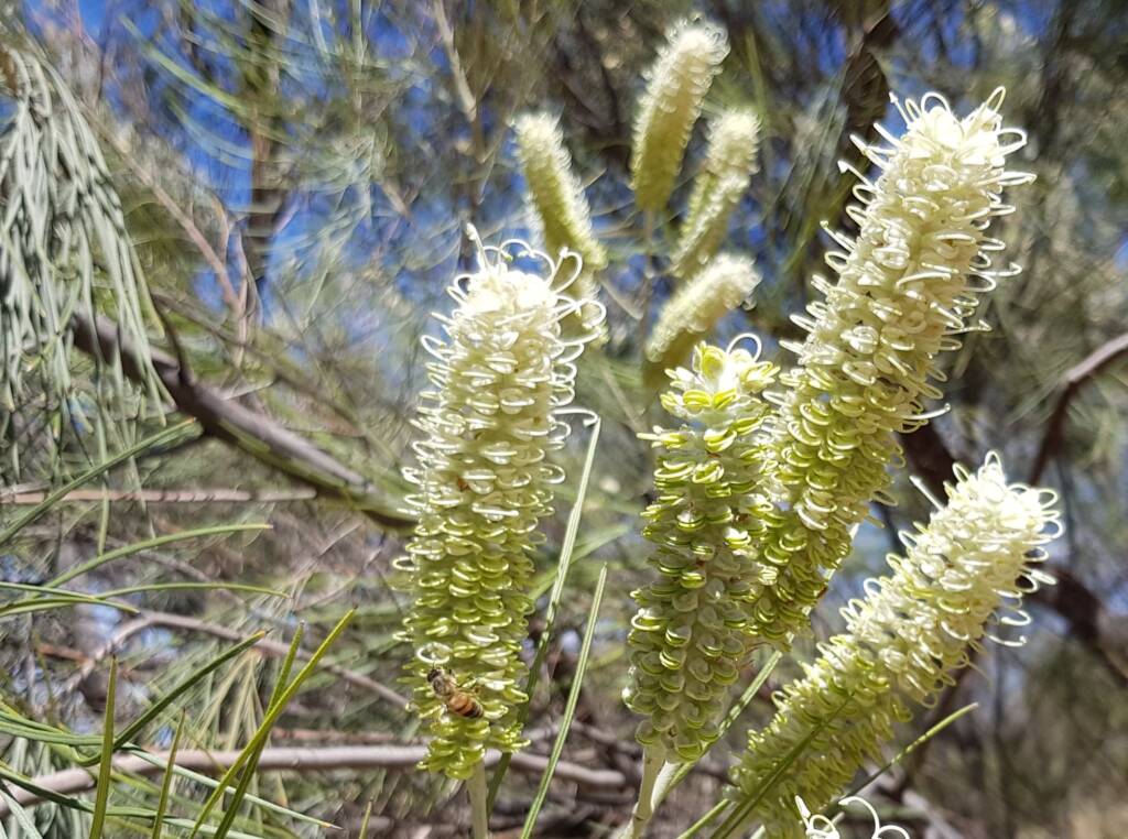 Rattlepod Grevillea (Grevillea stenobotrya), Alice Springs Desert Park NT