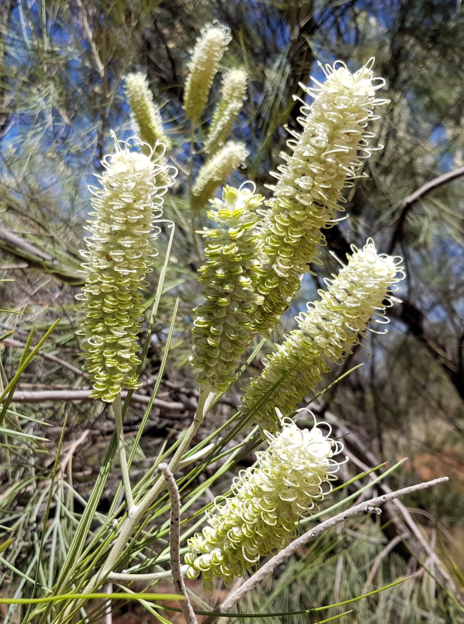 Rattlepod Grevillea (Grevillea stenobotrya), Alice Springs Desert Park NT