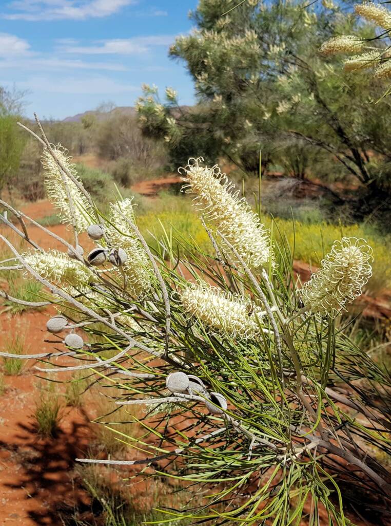 Rattlepod Grevillea (Grevillea stenobotrya), Alice Springs Desert Park NT