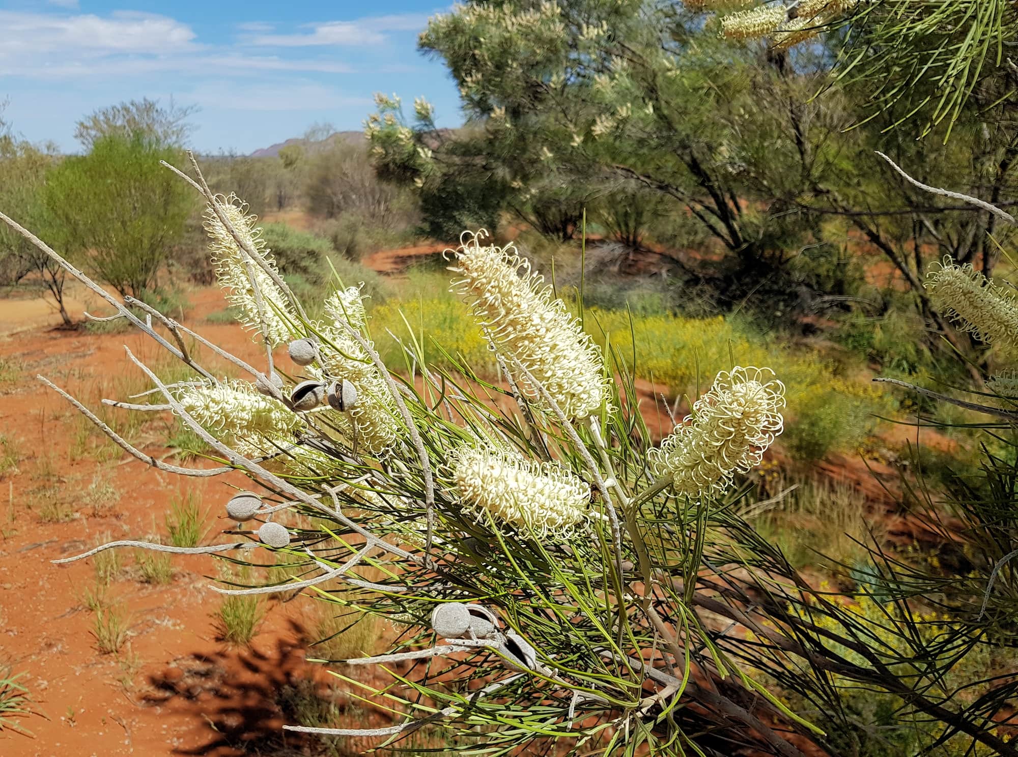 Rattlepod Grevillea (Grevillea stenobotrya), Alice Springs Desert Park NT